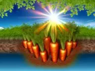 nrf2 activation in carrots