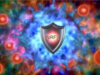 nrf2 fights oxidative stress
